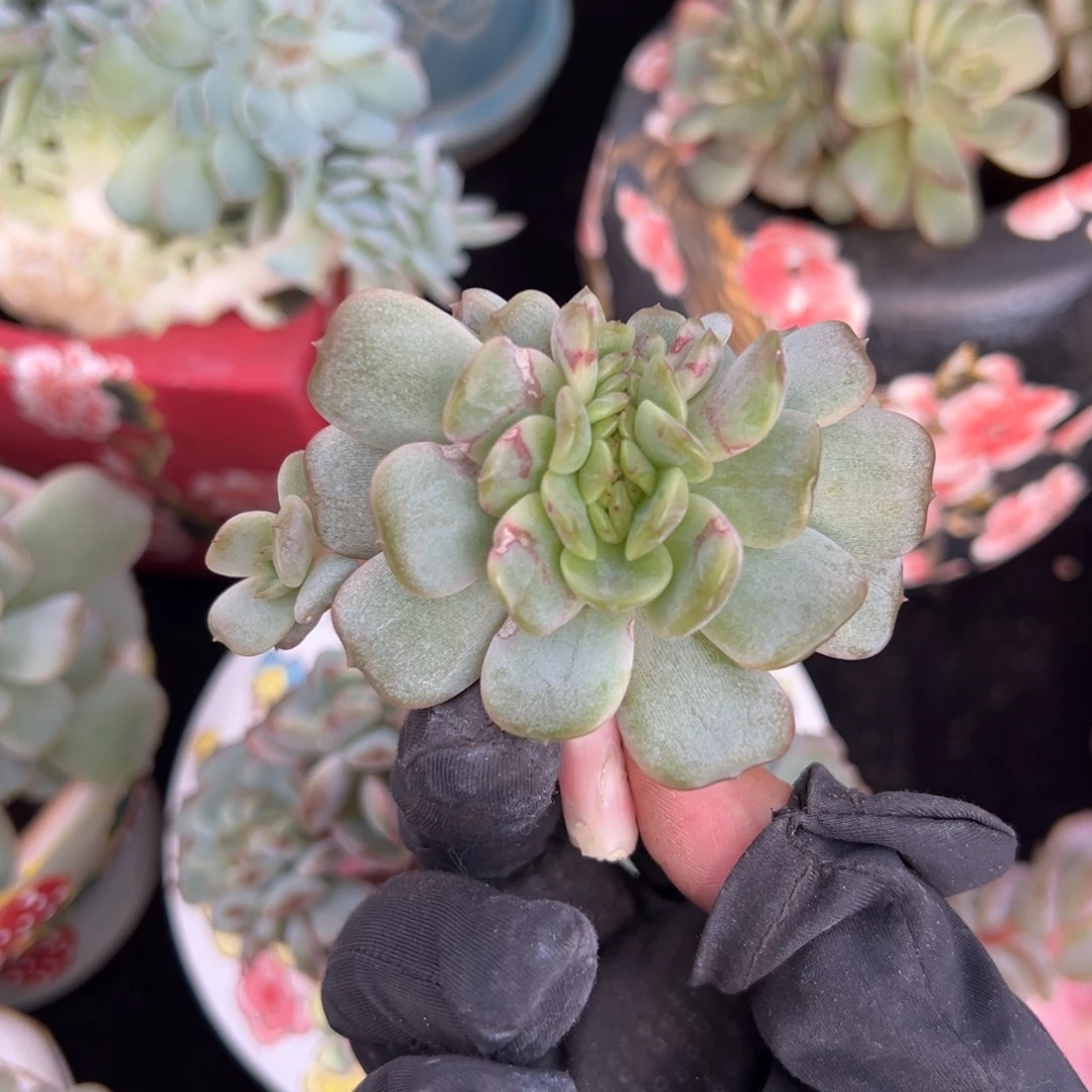 红恋缀 天天开心快乐