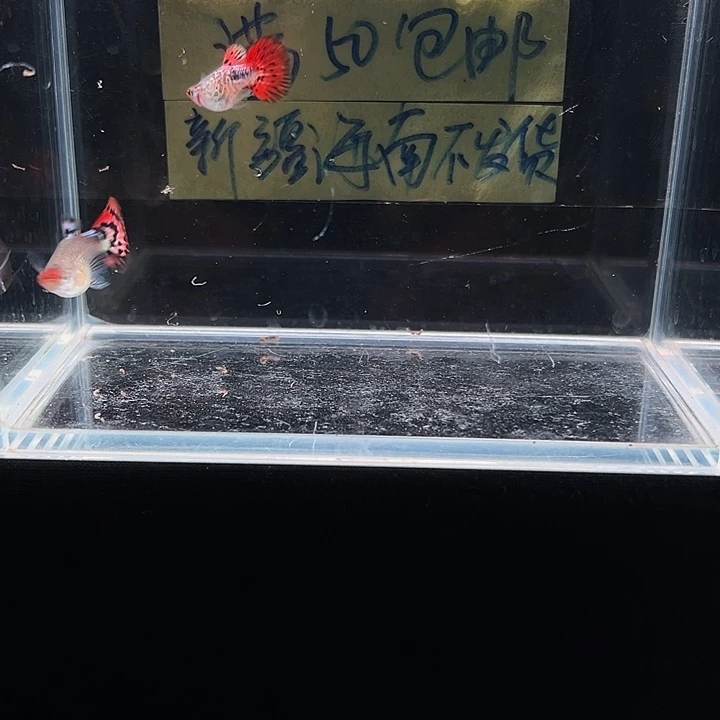 孔雀鱼红头蛇纹玻璃猫