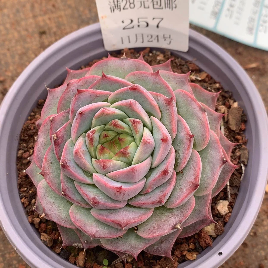 【闪购商品】云257号