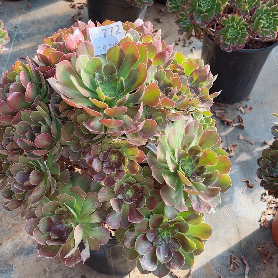 无花朵多肉植物772