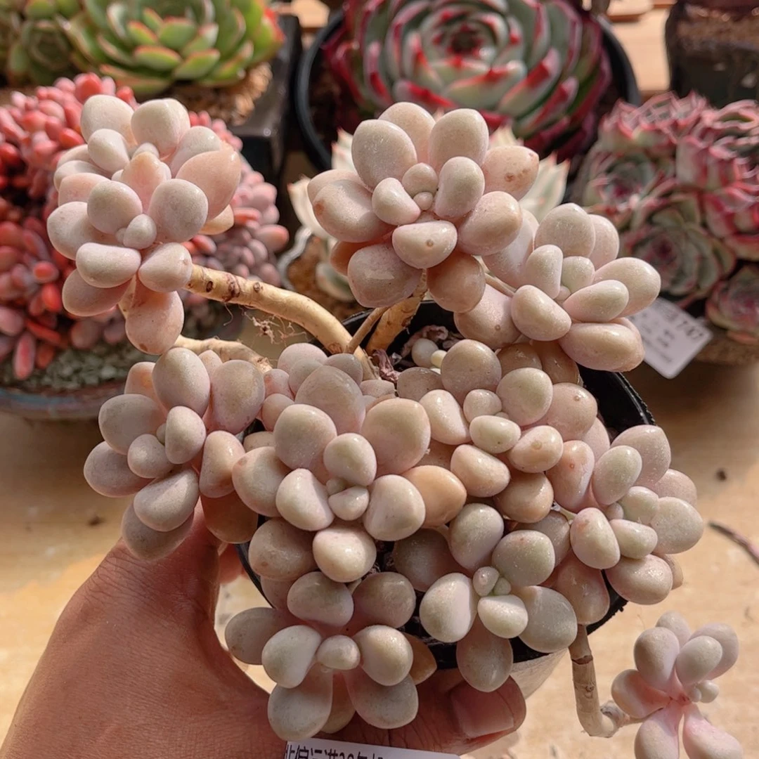 799艾伦德华多肉