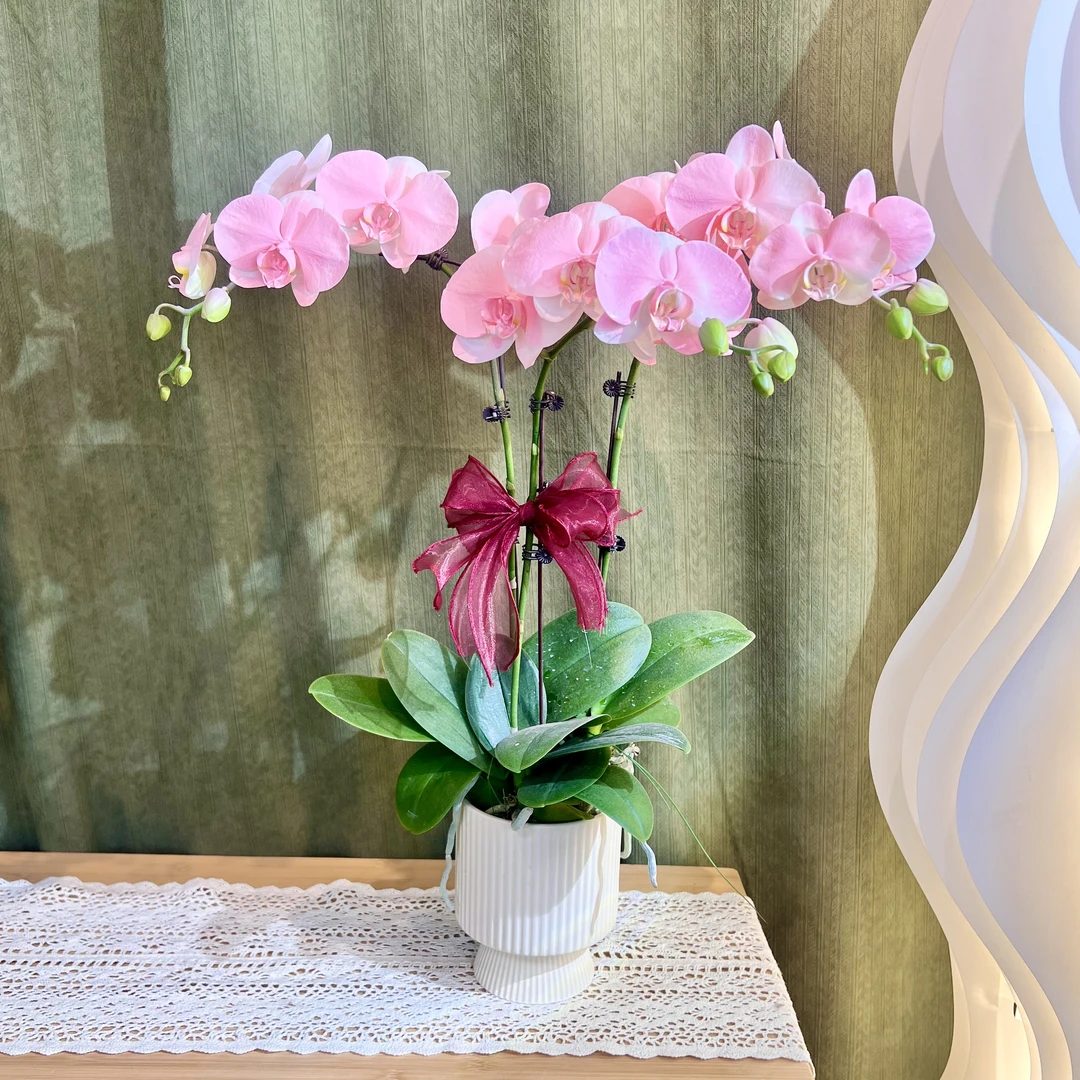 【桃花朵朵】蝴蝶兰 欧品粉色大花 植物提取工艺（喷色）绿植花卉