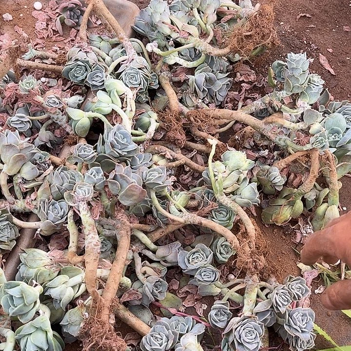 可爱玫瑰一堆有虫50多肉植物