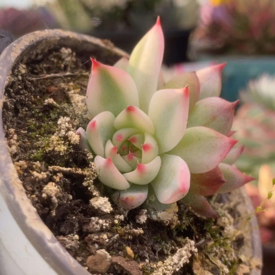672锦锦锦锦锦锦锦