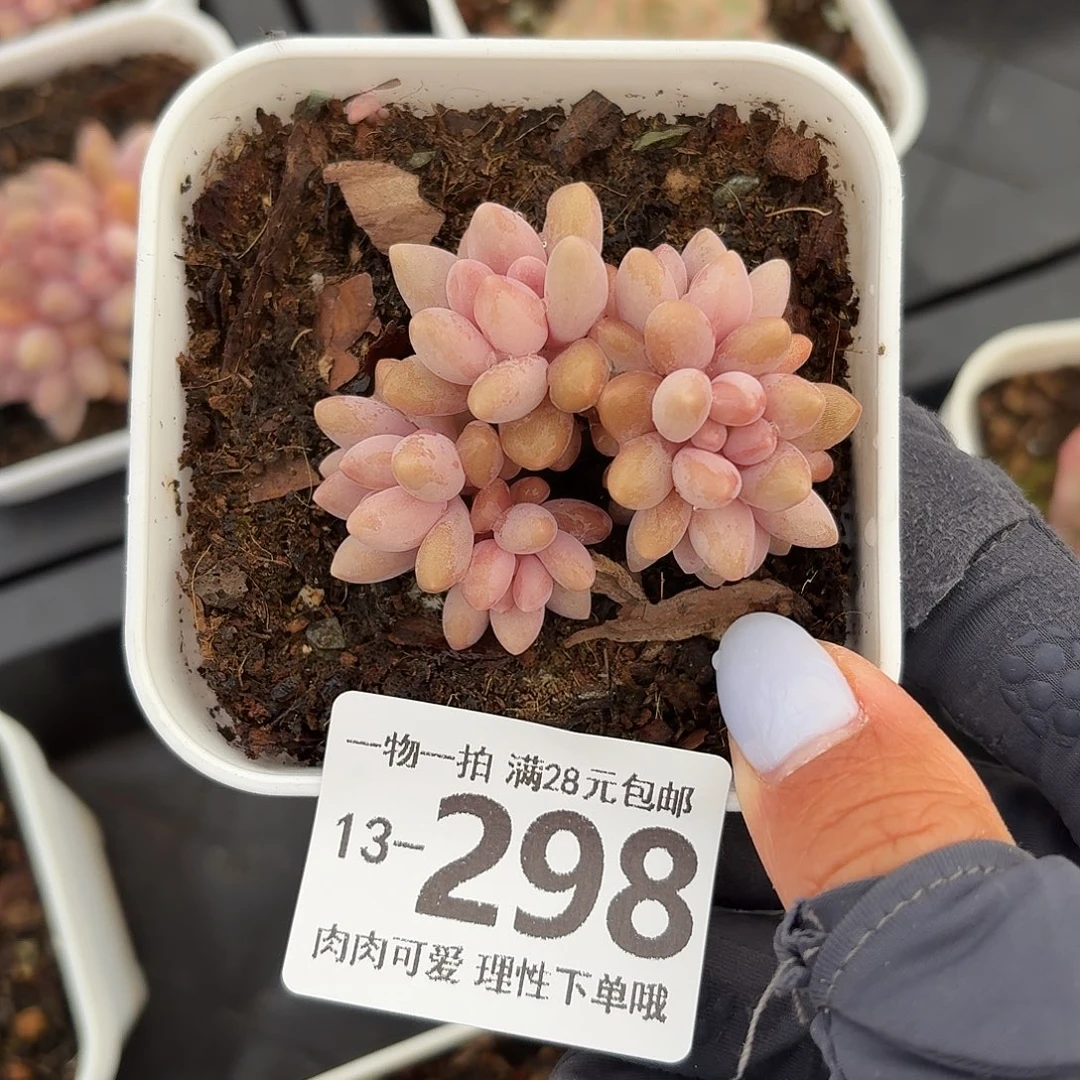 星黛露无盆无发货无