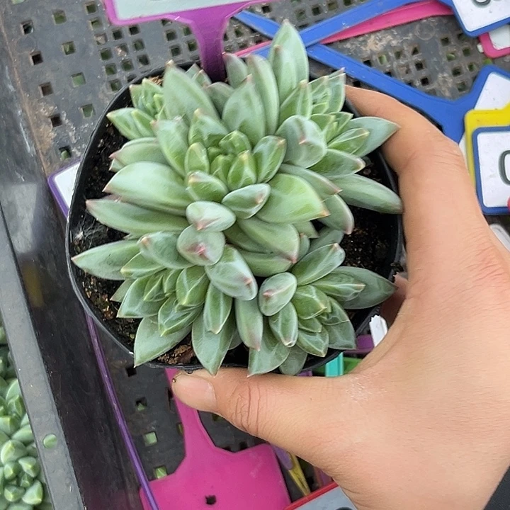 多肉植物小叶幻影801