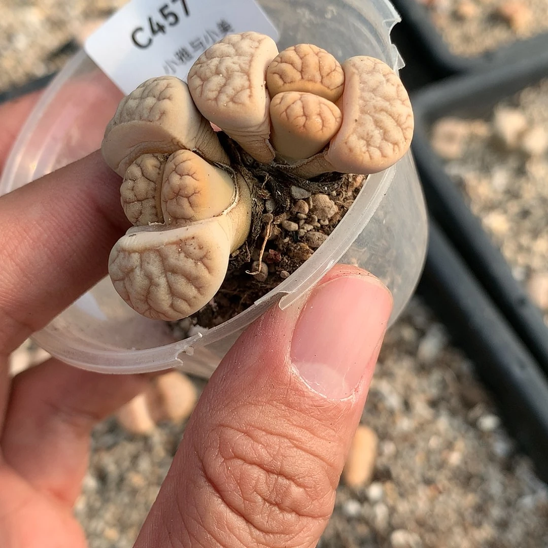 C457多肉植物保护