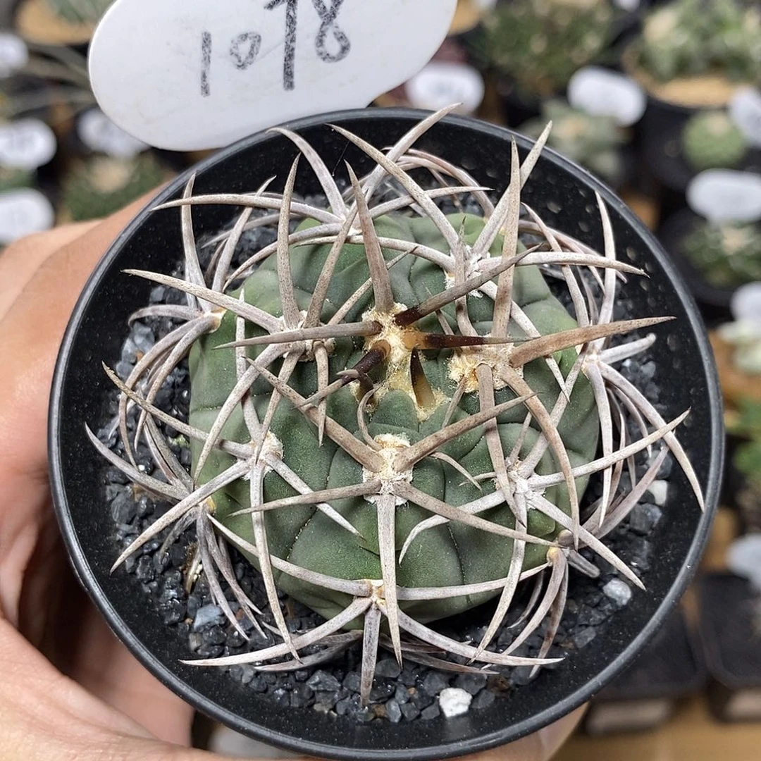 实生碧岩玉1078号5.5cm