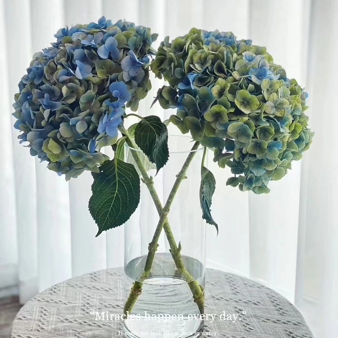 【绣球】云南昆明基地直发-今日采摘现货