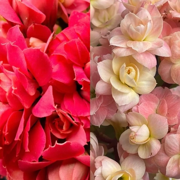 维罗纳+红酒110盆长寿花