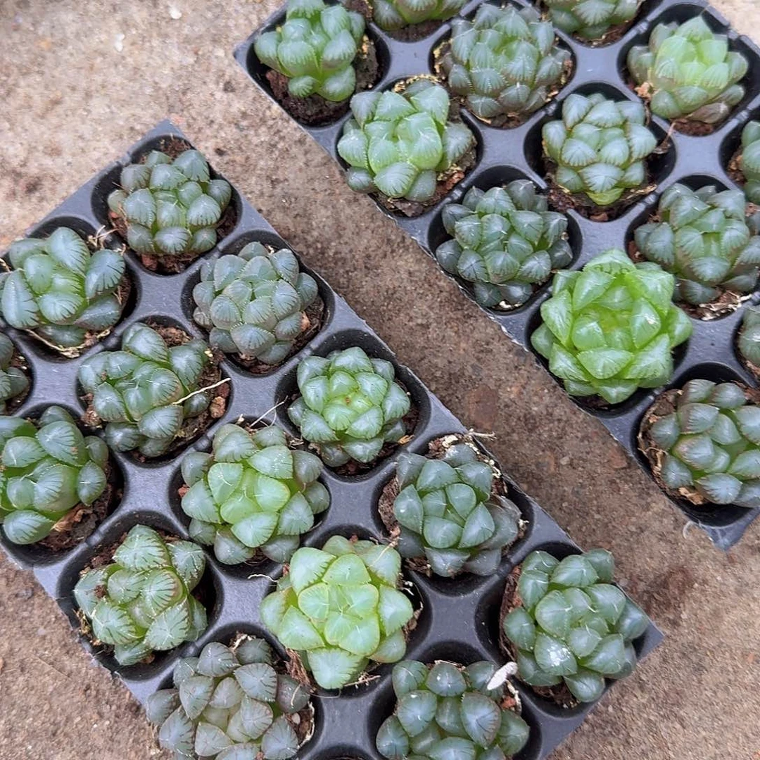 105孔玉露15颗带血盘量拍
