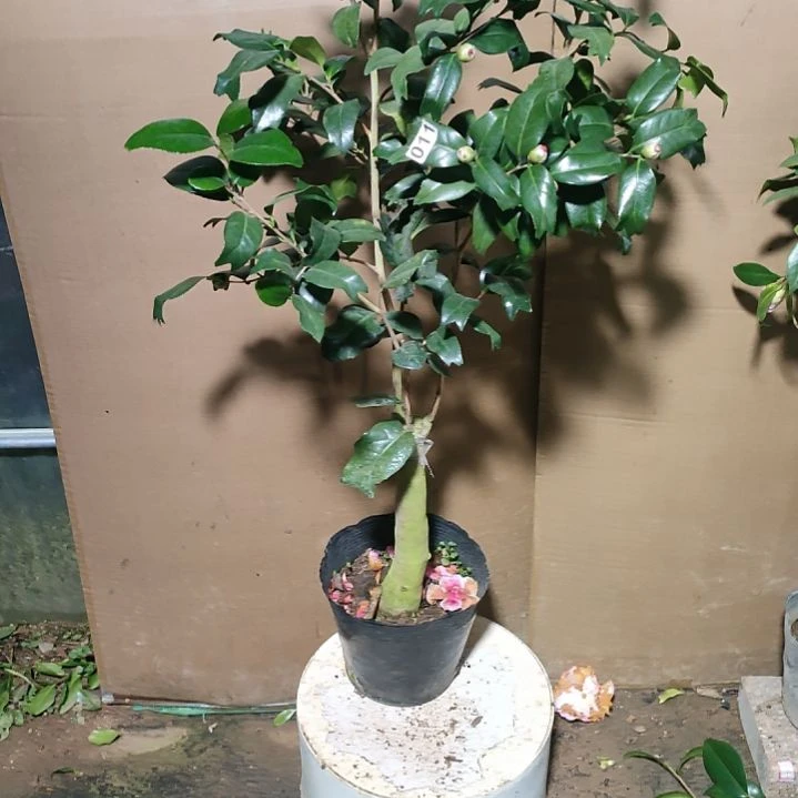 11黑狮子金鱼，原盆原土发货，不包邮