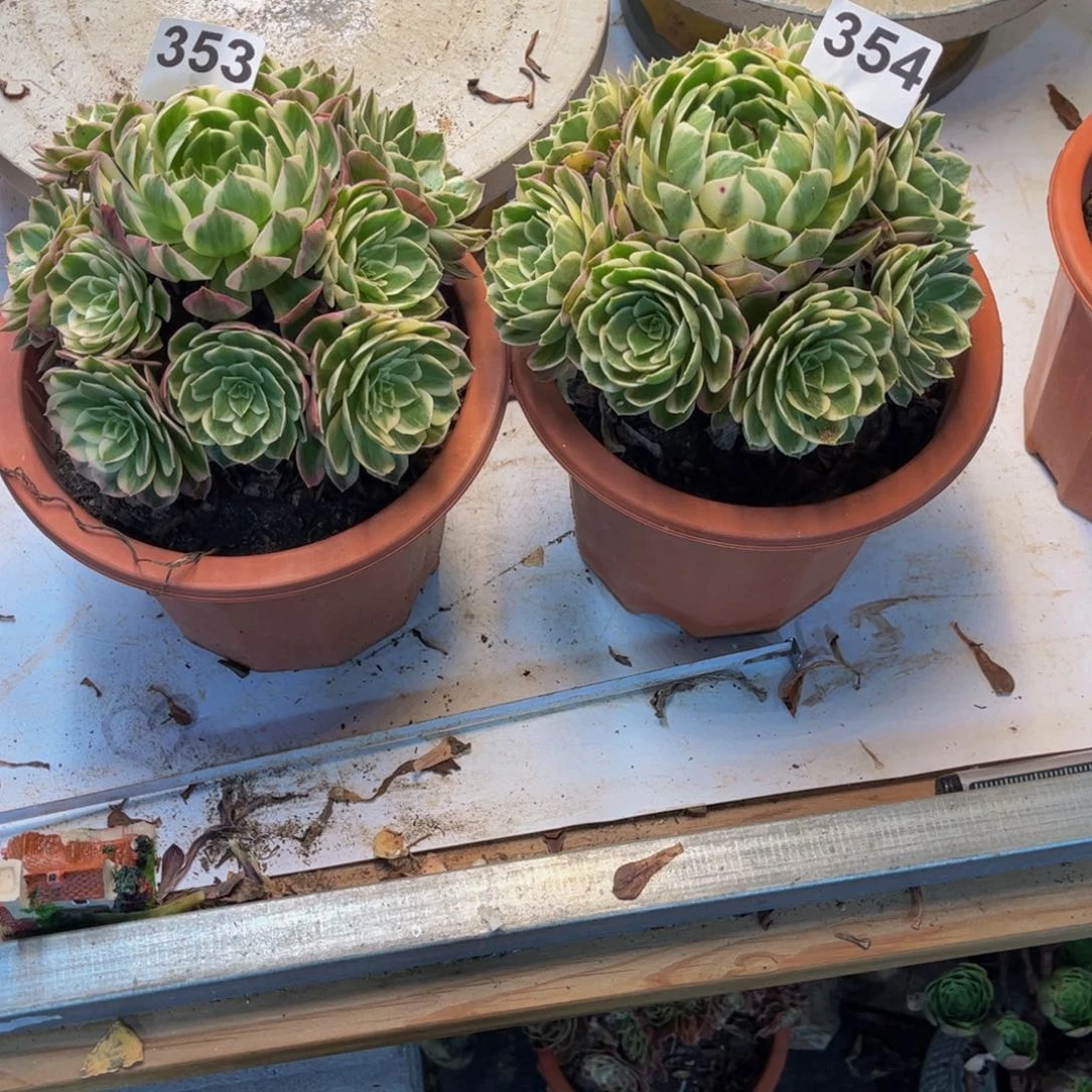 y****多肉植物海王2颗353、354