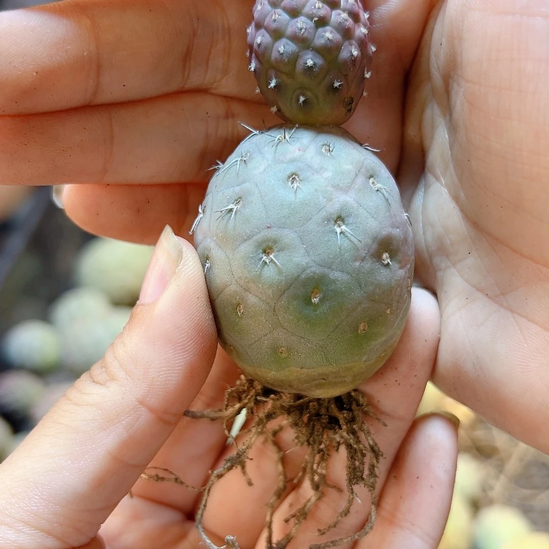 自根雪人习自野底球3.2公分