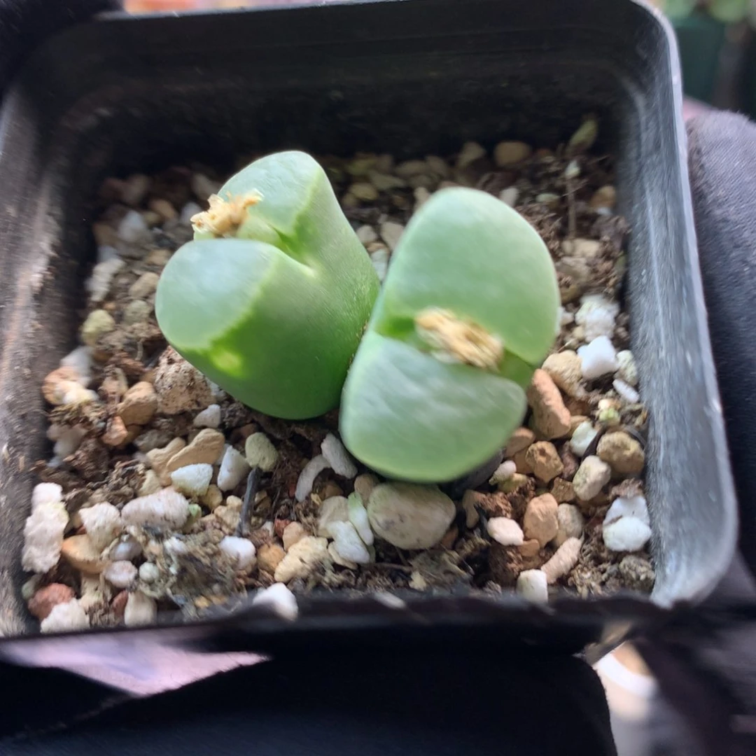 a750风铃母本一颗