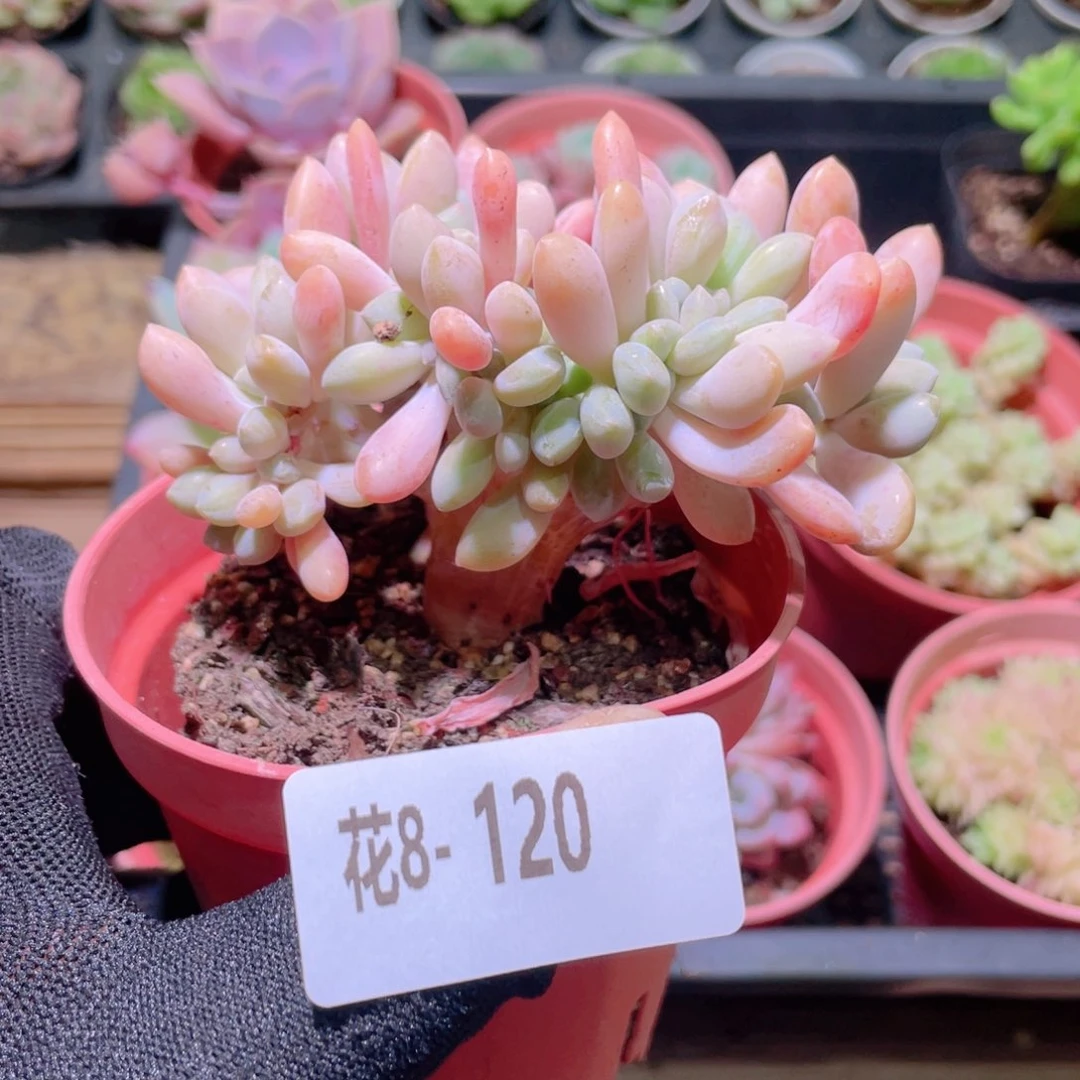 花利美 8-120醉美人缀化