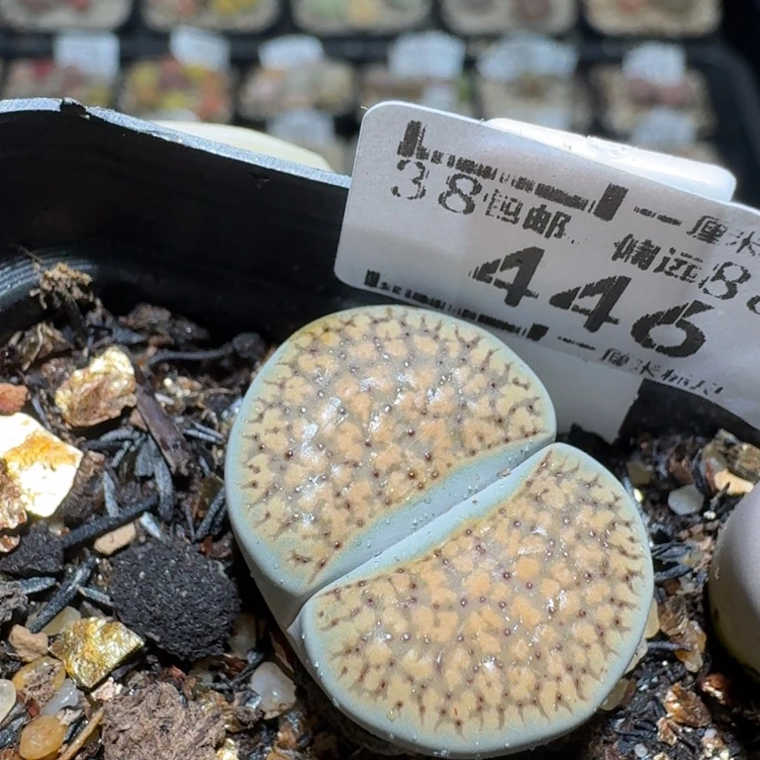 zzz好可爱的生石花446