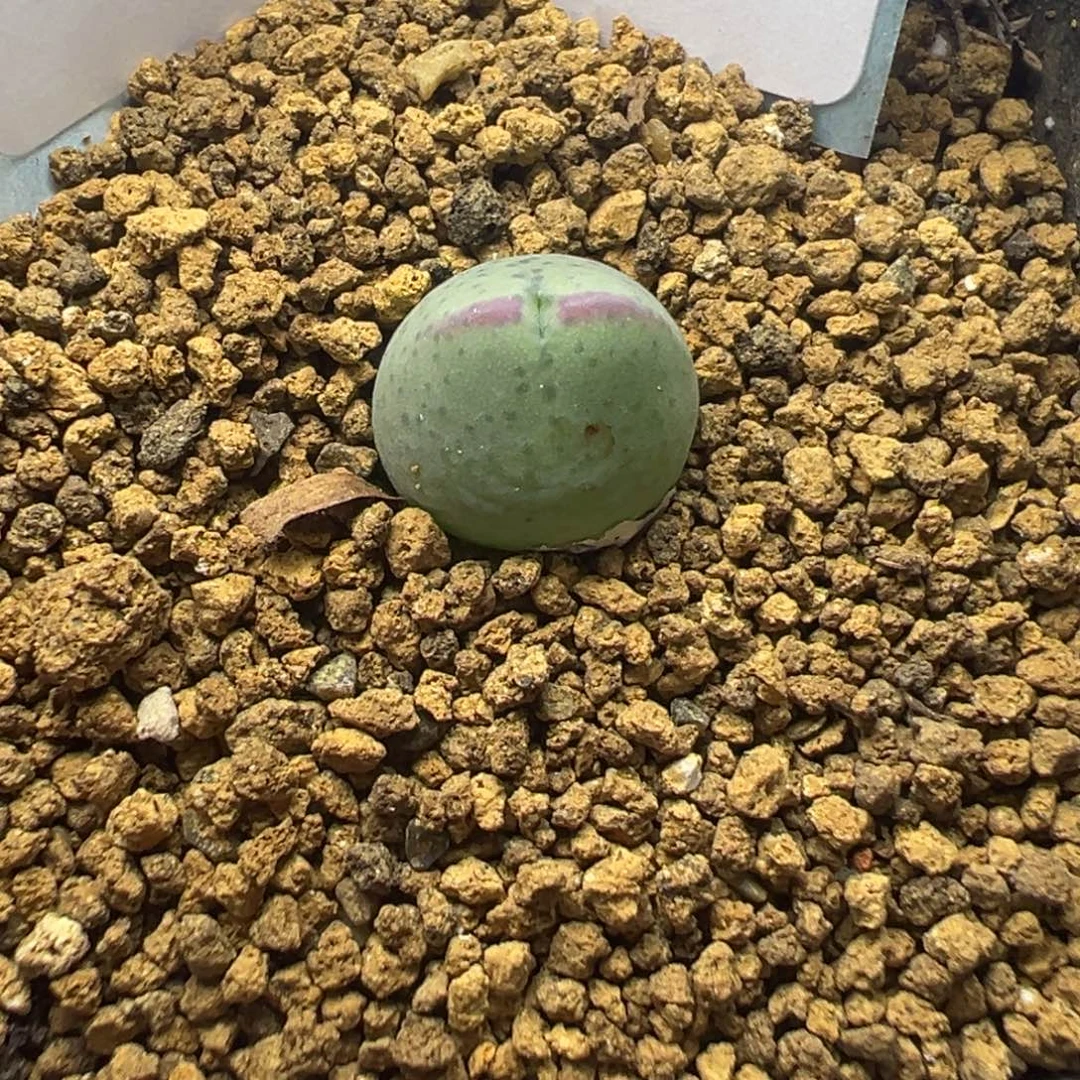 10-105肉锥多肉植物