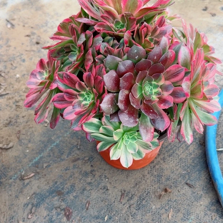 395安娜多肉植物