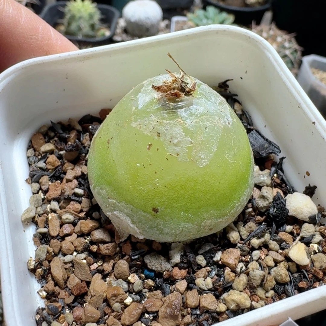 552灯泡3.4cm带盆发货