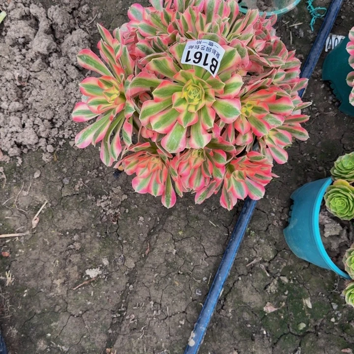 男神花花25-22包邮花花