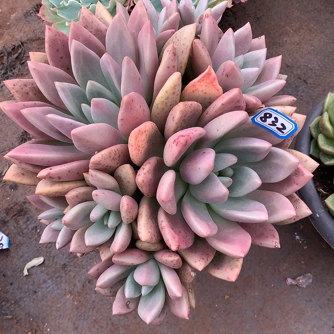 832桃花源 一物一拍多肉