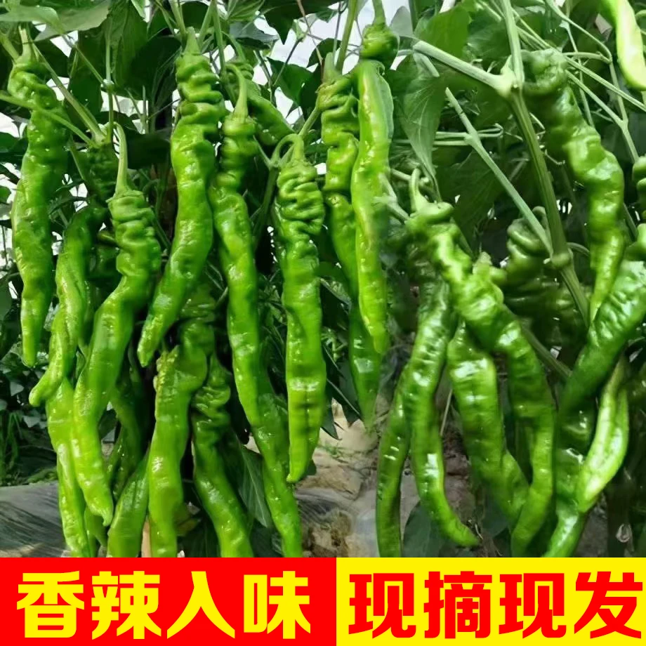 山西太行山高海拔农场自产现摘现发特辣爆辣湘西螺丝椒带箱2斤