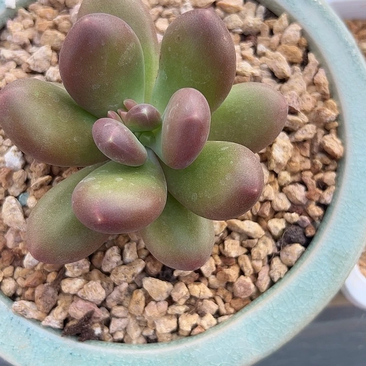 X系单头1111111111