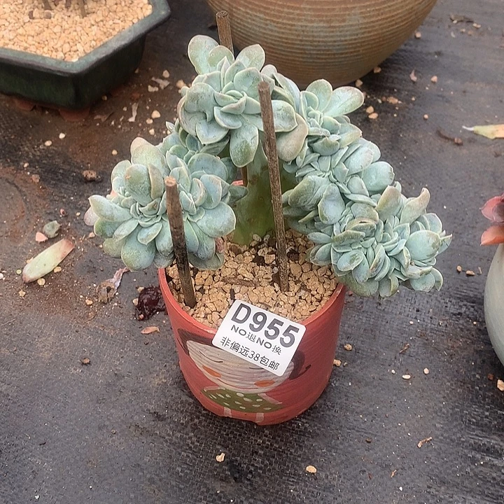 z***z可爱玫瑰缀化955 亏本处理玻璃心勿扰7-8天发货