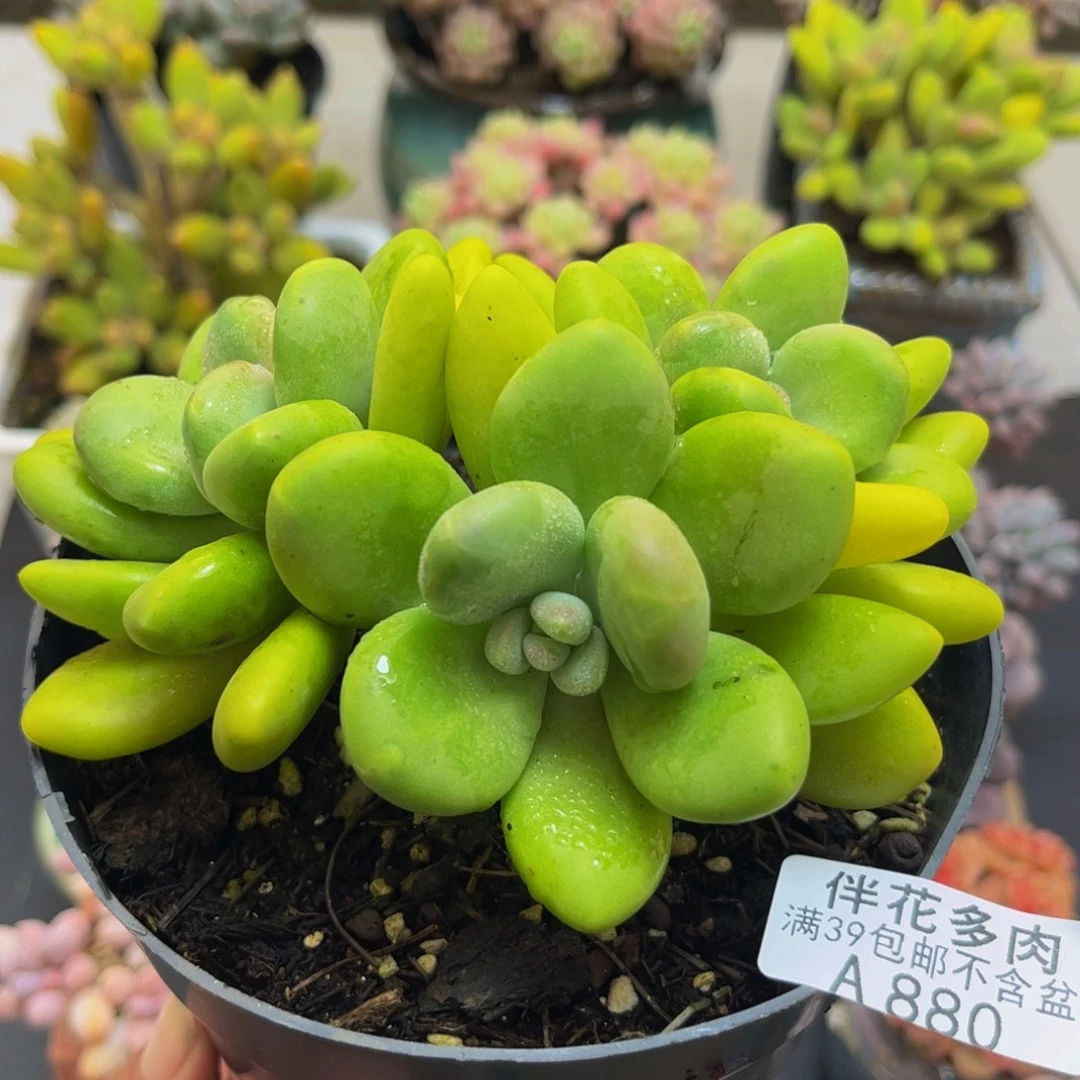 880芒果奶12cm多肉