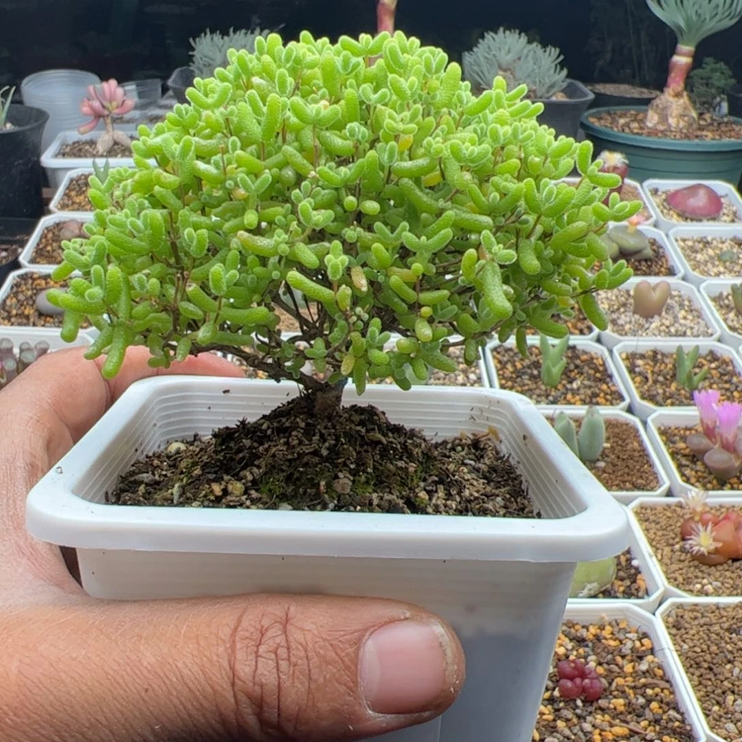 11.5蜜橘糖球多肉植物158