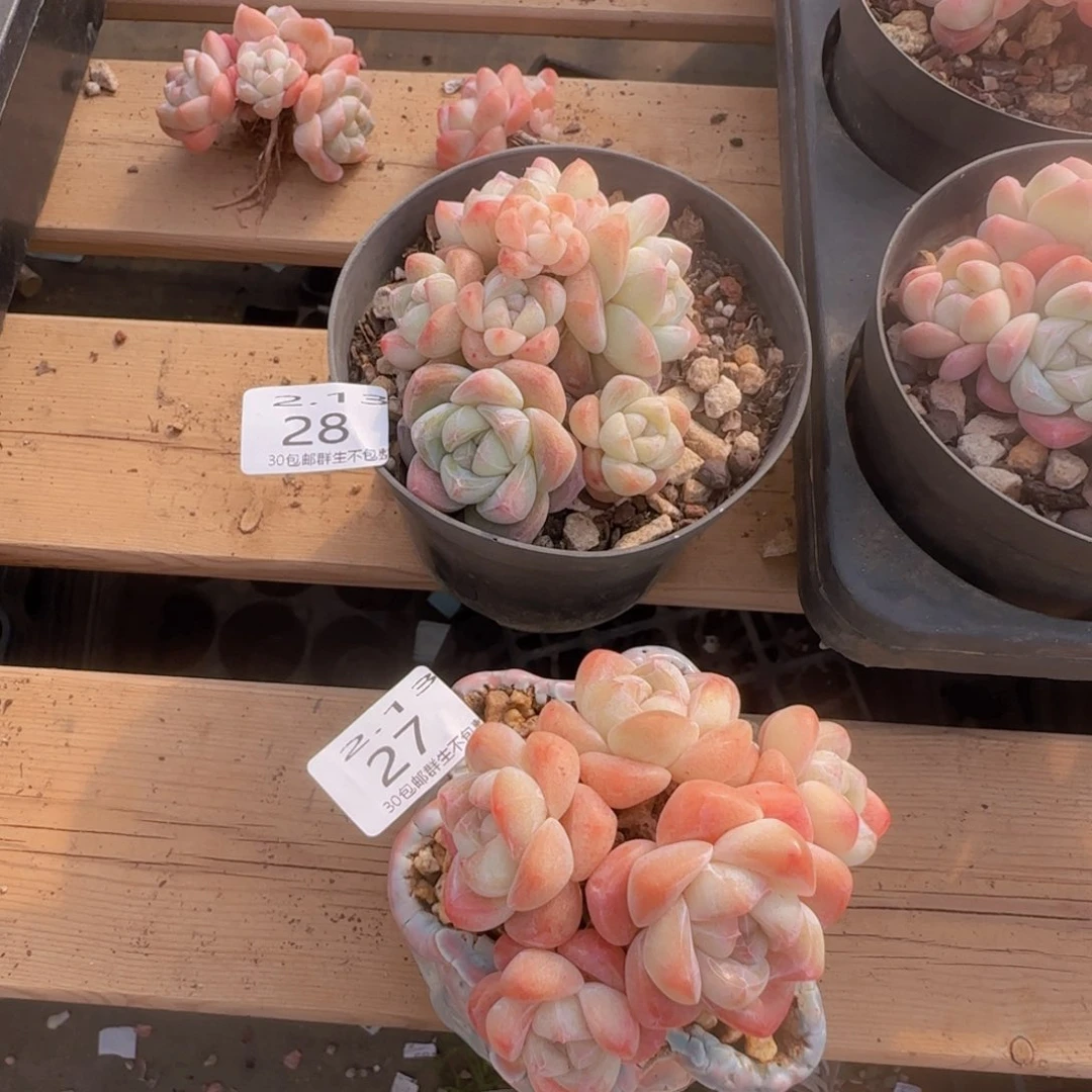 两颗冰玉老桩一颗脱土