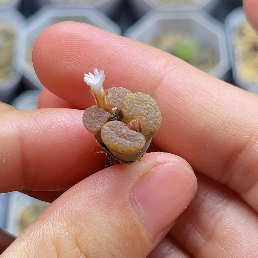 一物一拍满18包邮9030泡泡