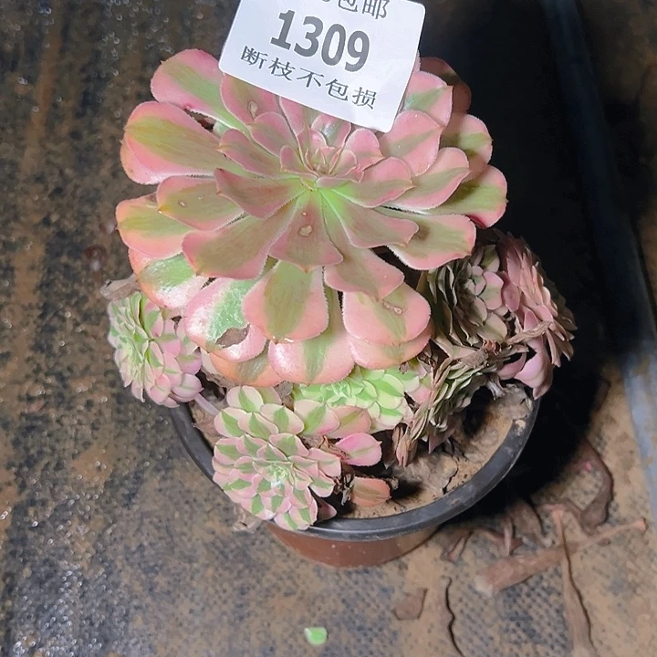 1309红铜白多肉植物