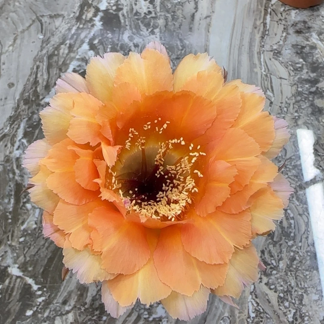 彩草仙人球一物一拍