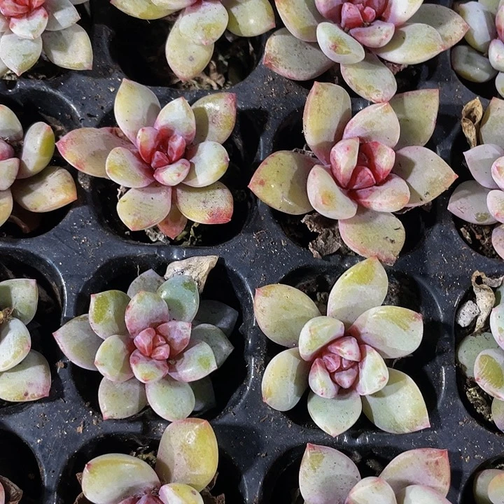 小德国香槟1元带土发