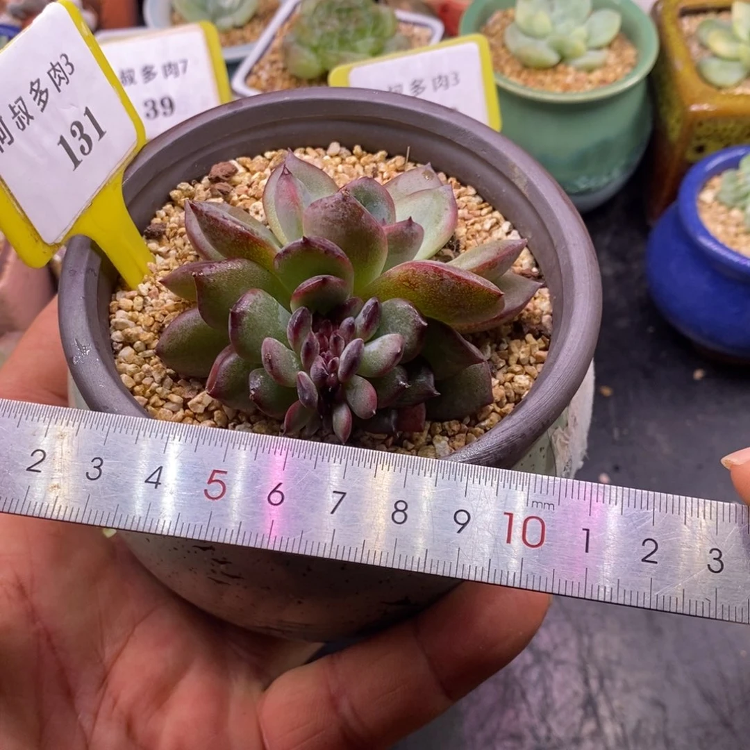 3131精控黑橙子缀…………正版