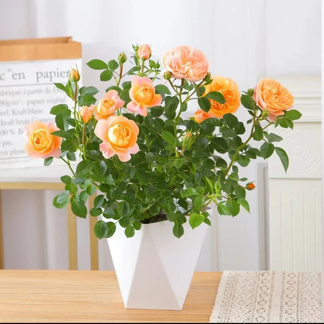 月季花苗果汁阳台带花苞浓香型四季开花易活室内花卉易活玫瑰庭院