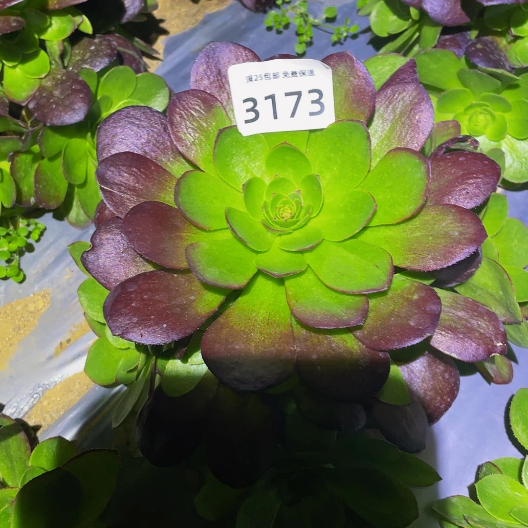 3173黑寡妇多肉植物