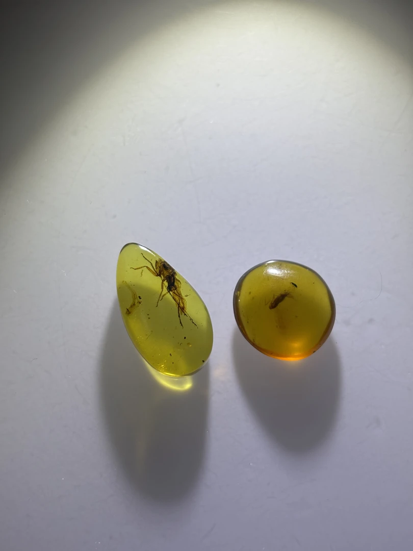 缅甸琥珀虫珀两只蝉
