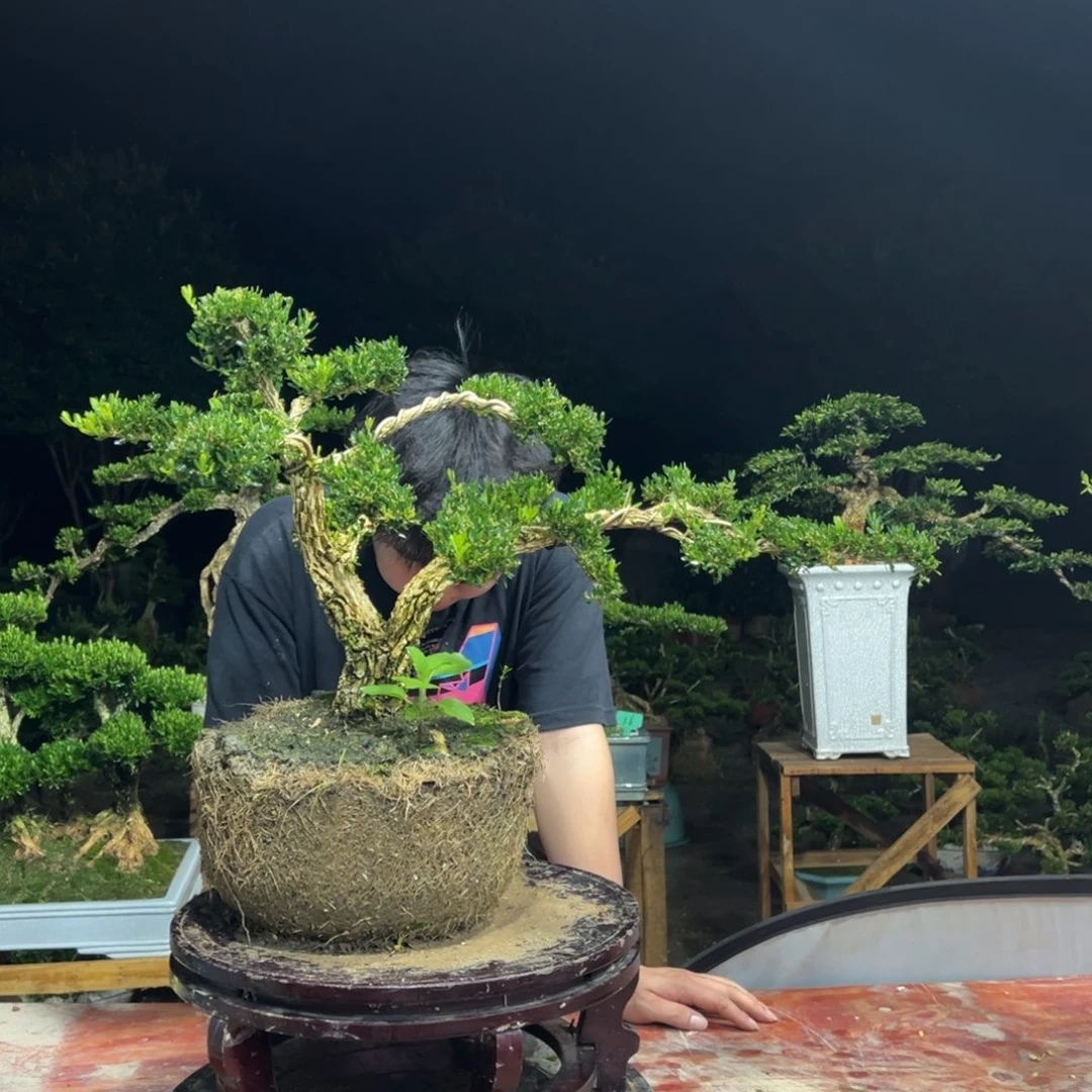 无花朵广东皱皮雀舌黄杨