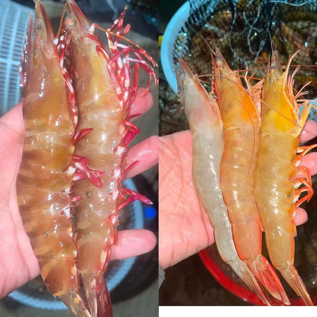 野生海虾组合（超大红爪虾+海白刺虾）
