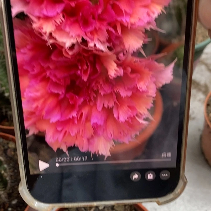 香香羽毛2号带根5.5公分左右