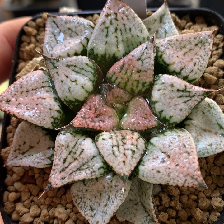 实生白银带盆土发货