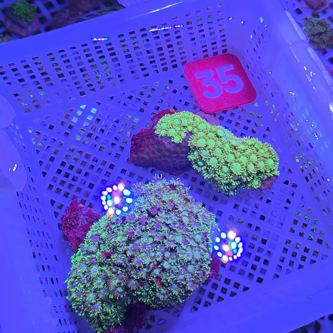 中国大陆35+15 号框直播间挑选