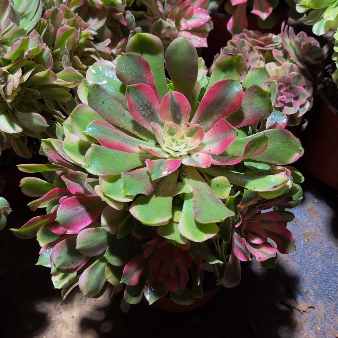 香妃木质老桩9.9法师木质