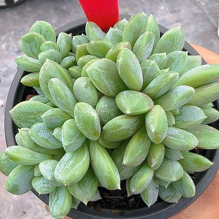 百达翡翠1052多肉植物
