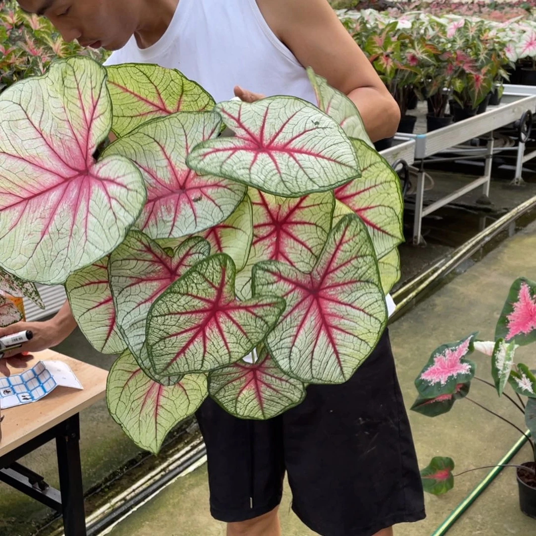 无花朵49号8公分幻想曲