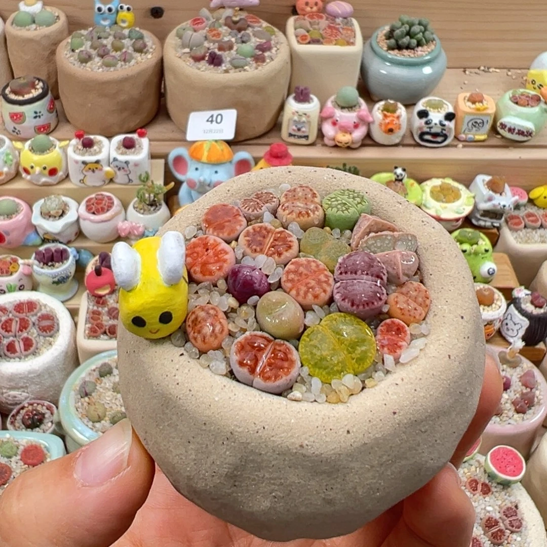 多肉植物49号彩色