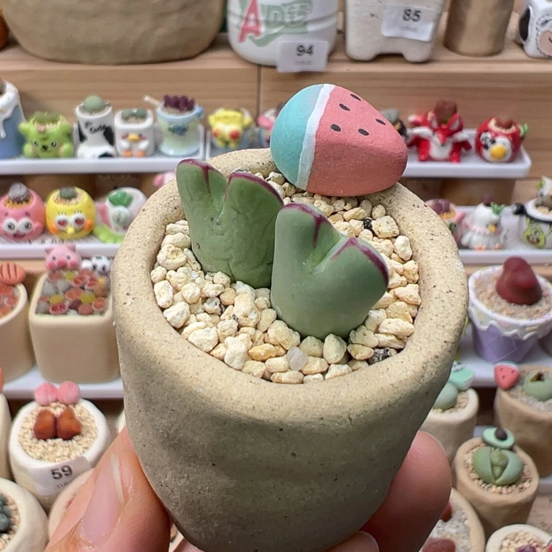 多肉植物100号少将